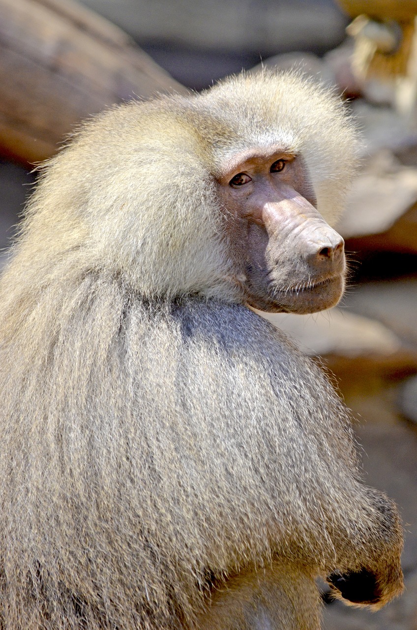 baboon monkey sit free photo