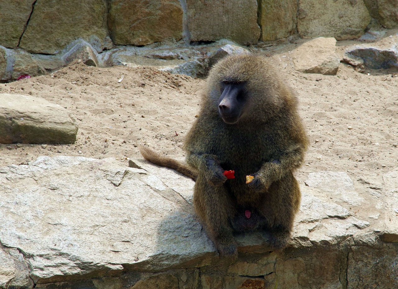 baboon monkey mammal free photo