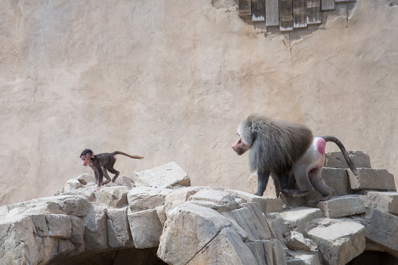 baboon chasing run free photo