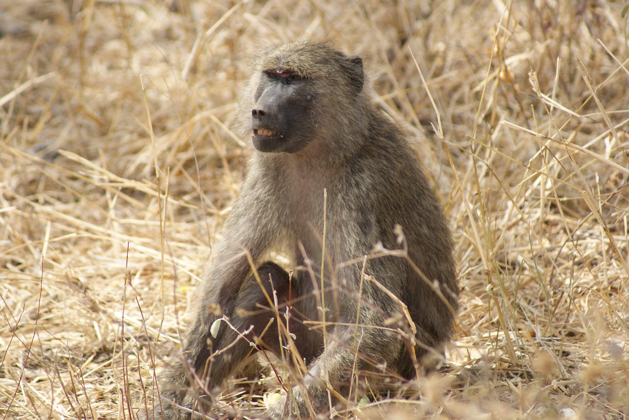 baboon africa wildlife free photo