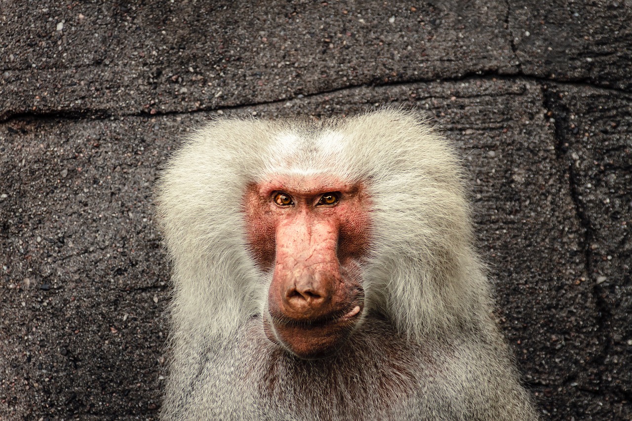 baboon papio hamadryas free photo