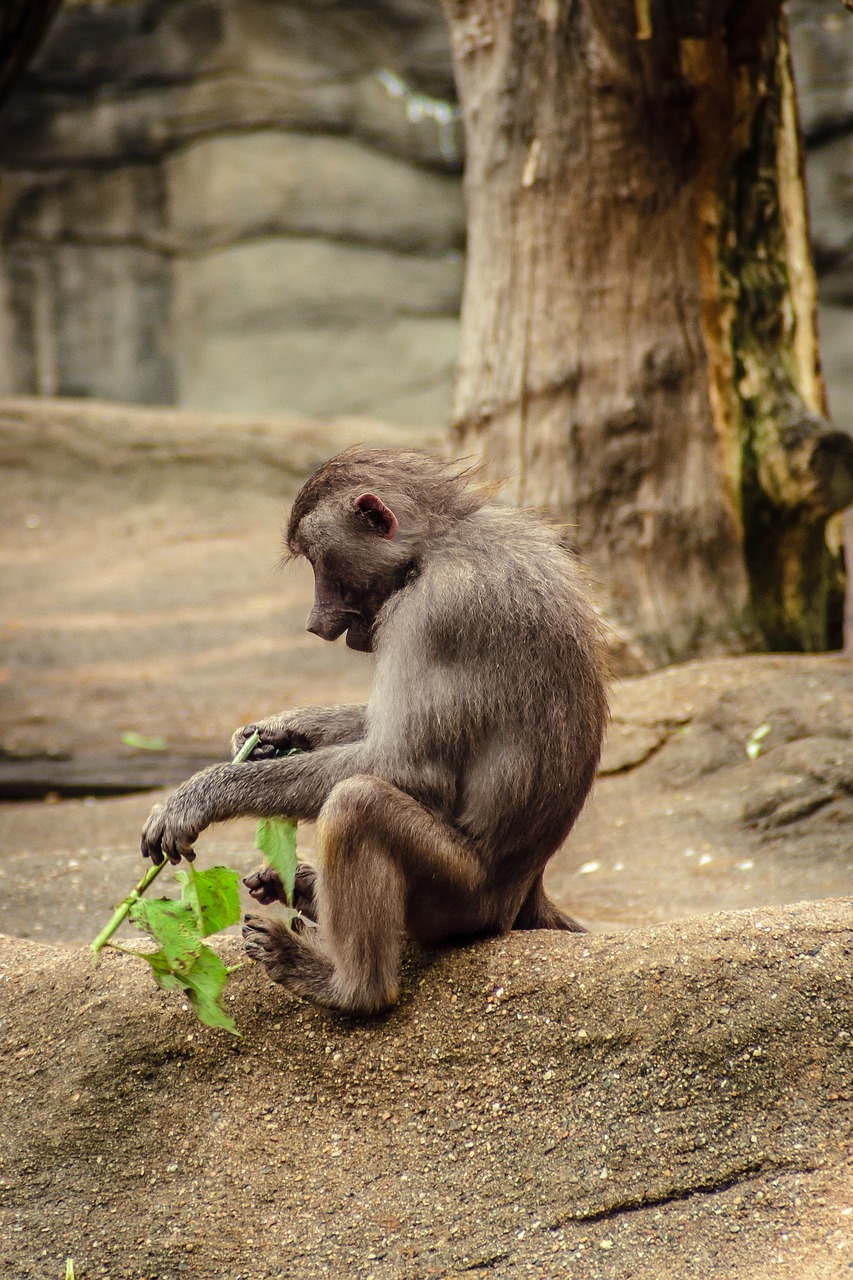 baboon papio hamadryas free photo