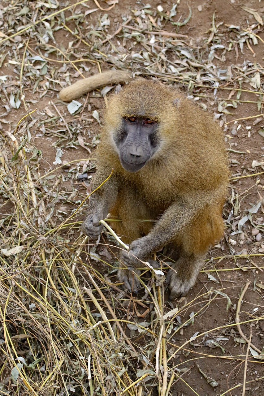 baboon ape monkey free photo