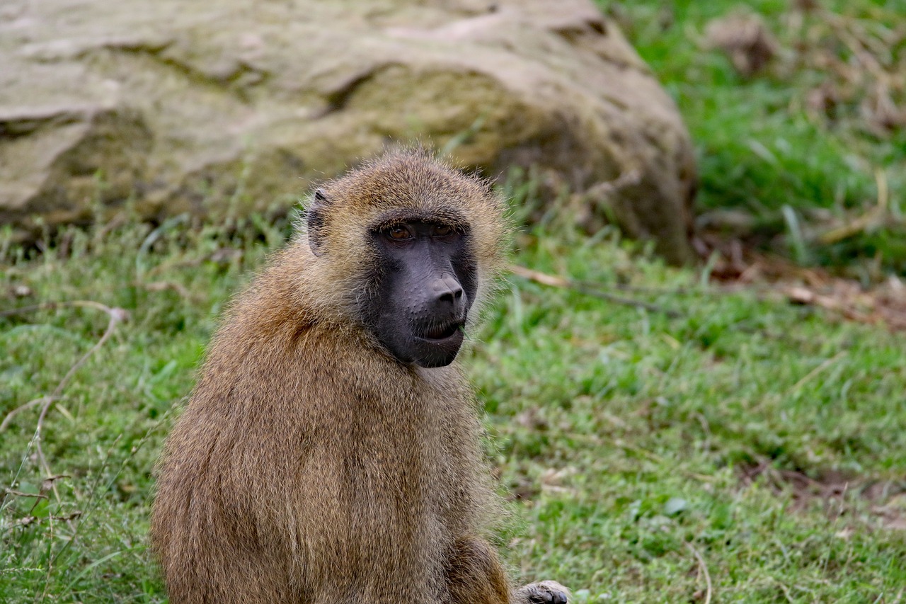 baboon monkey wildlife free photo