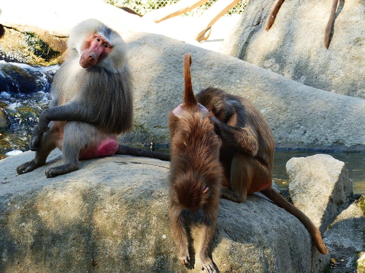 baboon hamadryas primates free photo
