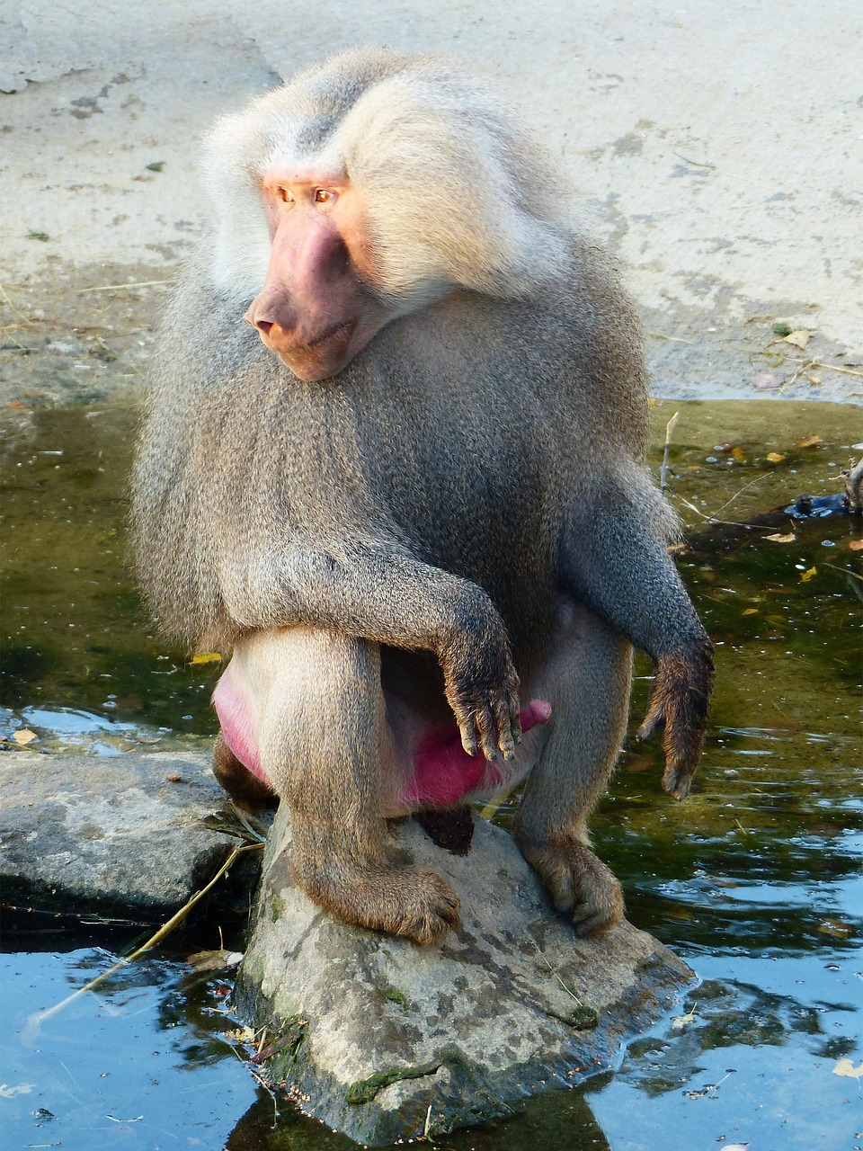 baboon hamadryas monkey free photo