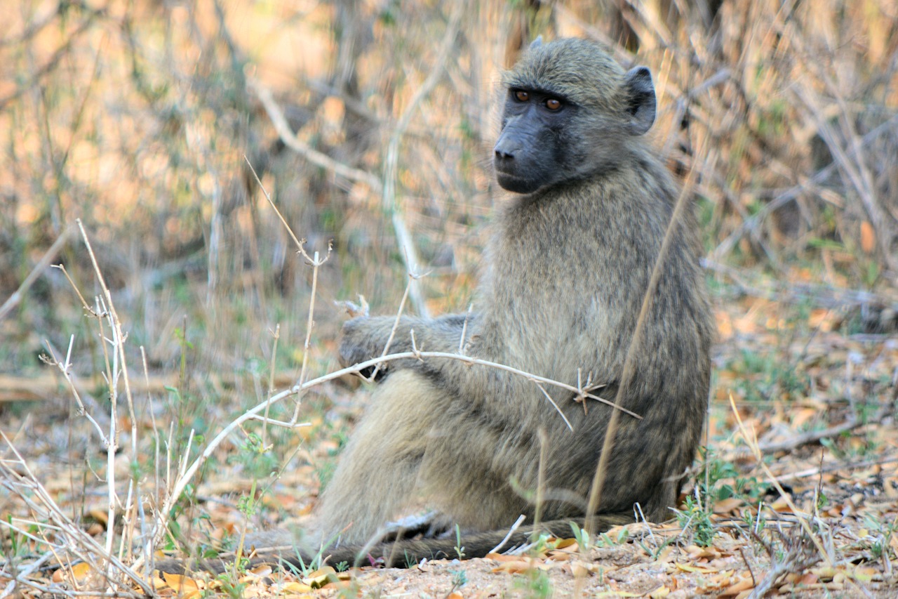 baboon kruger park south africa wildlife free photo