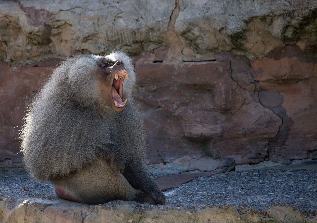 baboon animal monkey free photo