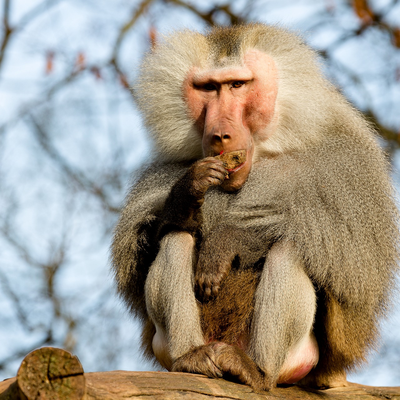 baboon monkey krefeld free photo