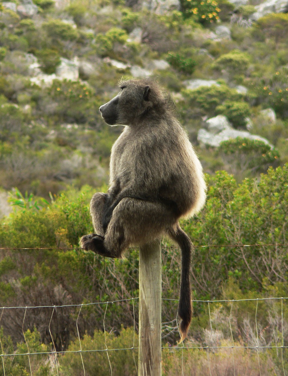 baboon africa wildlife free photo