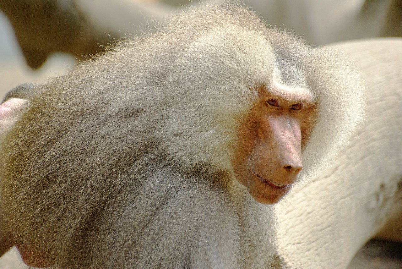 baboon white fur free photo