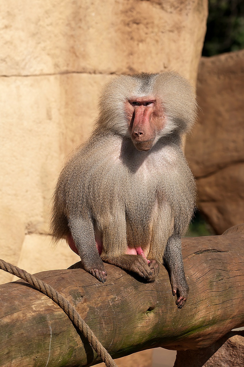 baboon zoo monkey free photo