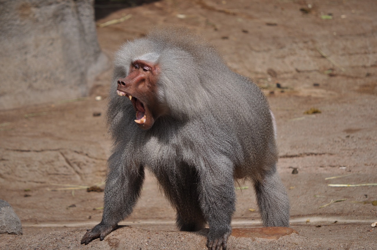 baboon tooth roar free photo