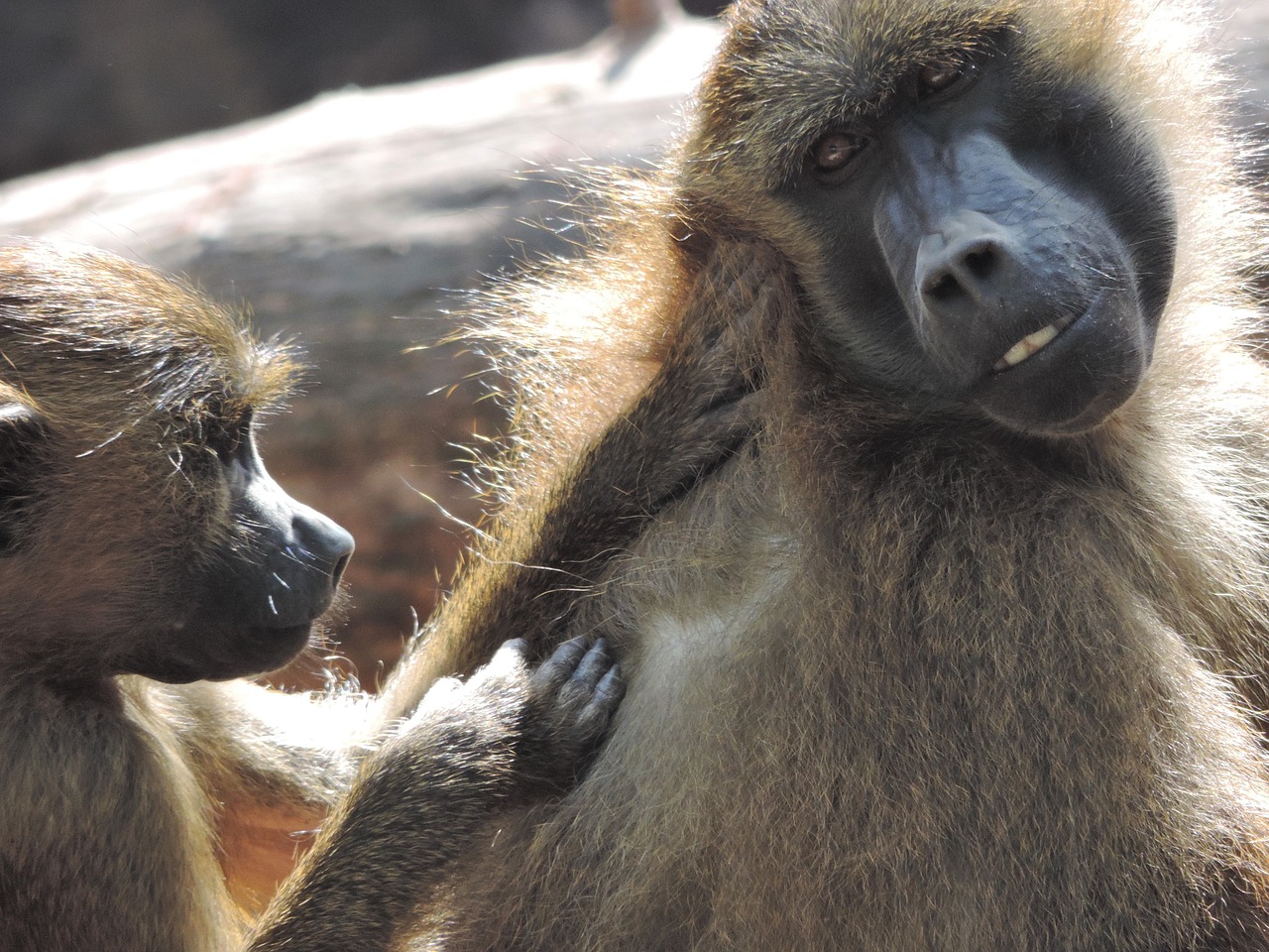 baboon monkey zoo free photo