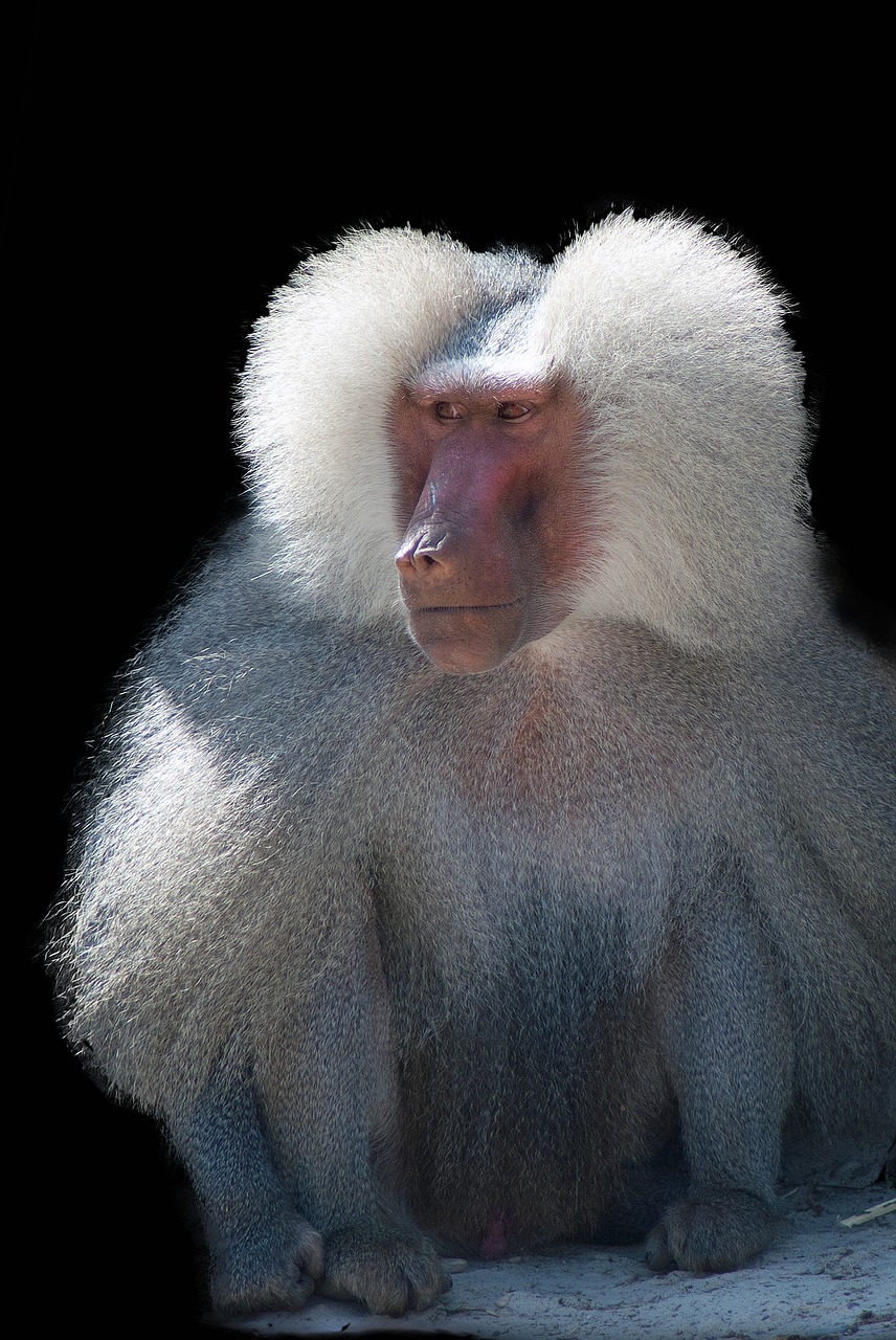 baboon monkey animals free photo