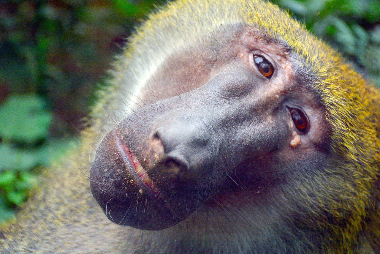 baboon zoo animal free photo