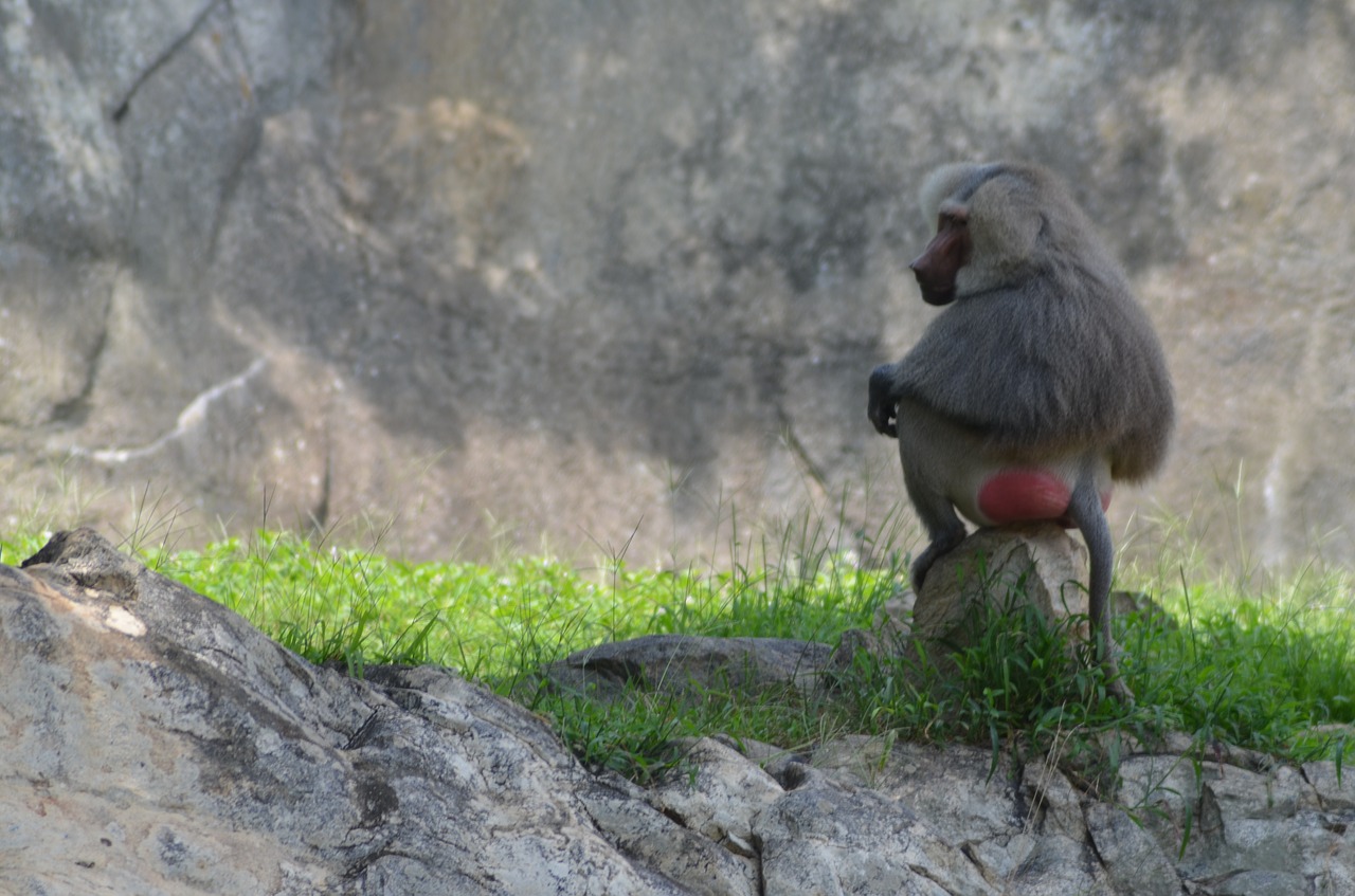 baboon zoo animal free photo