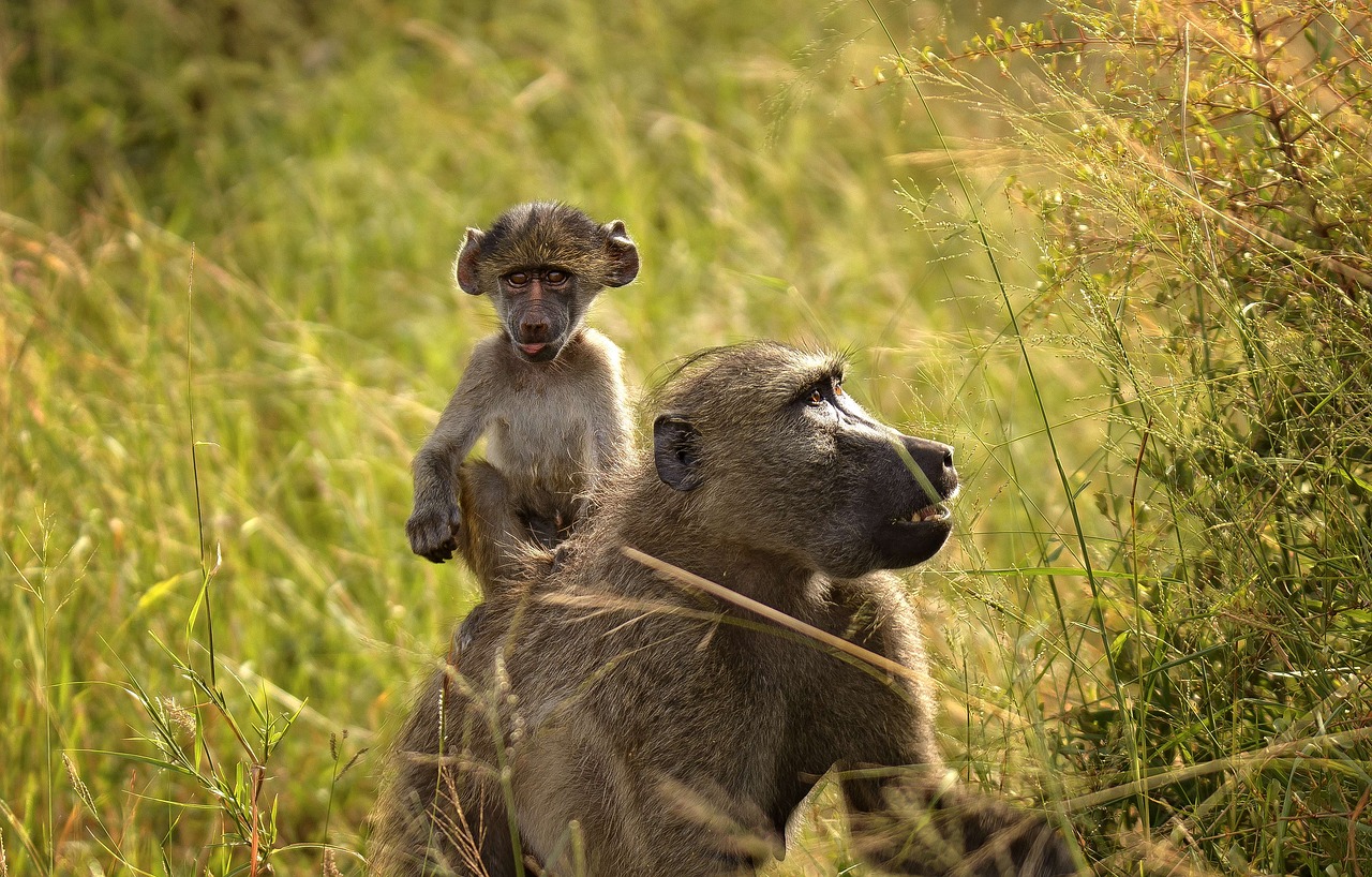 baboon baby ride free photo