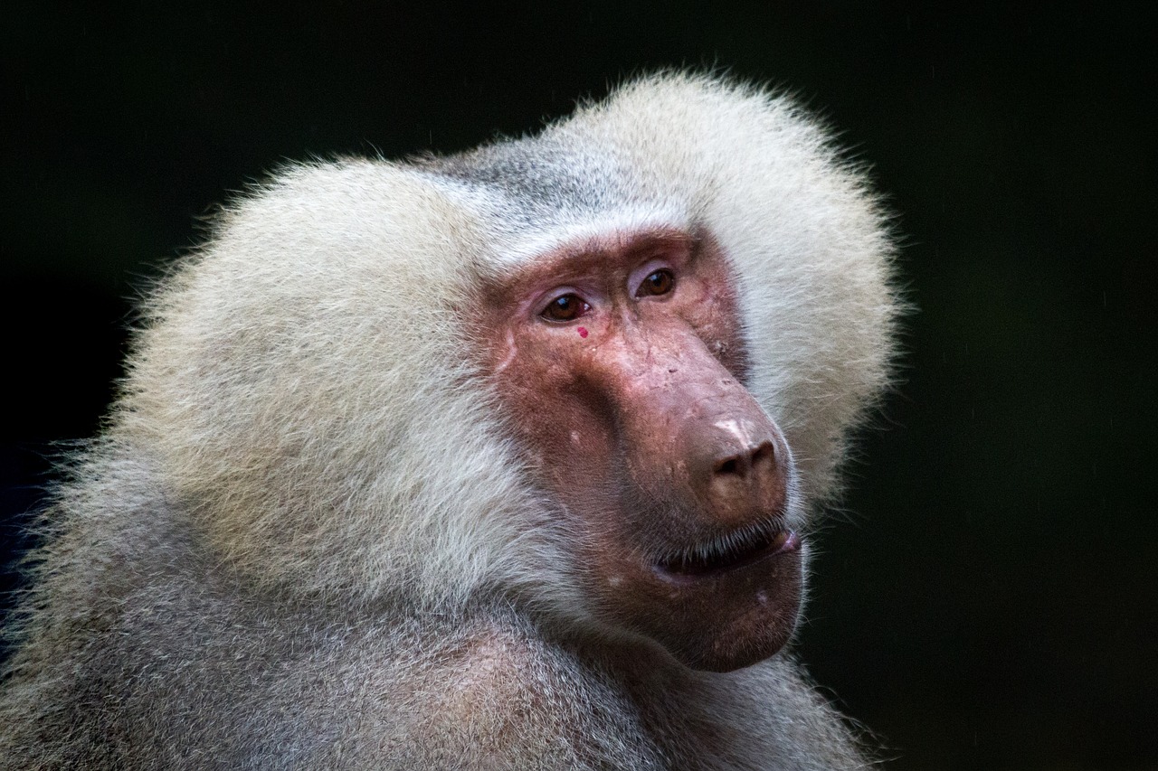 baboon monkey animal free photo