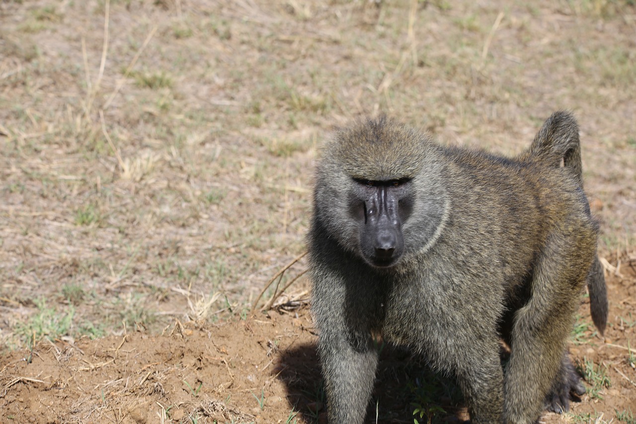 baboon wildlife safari free photo