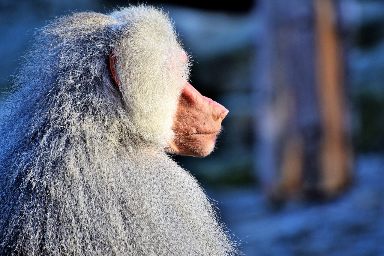 baboon monkey primate free photo