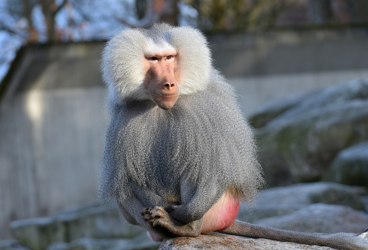 baboon monkey smooch free photo
