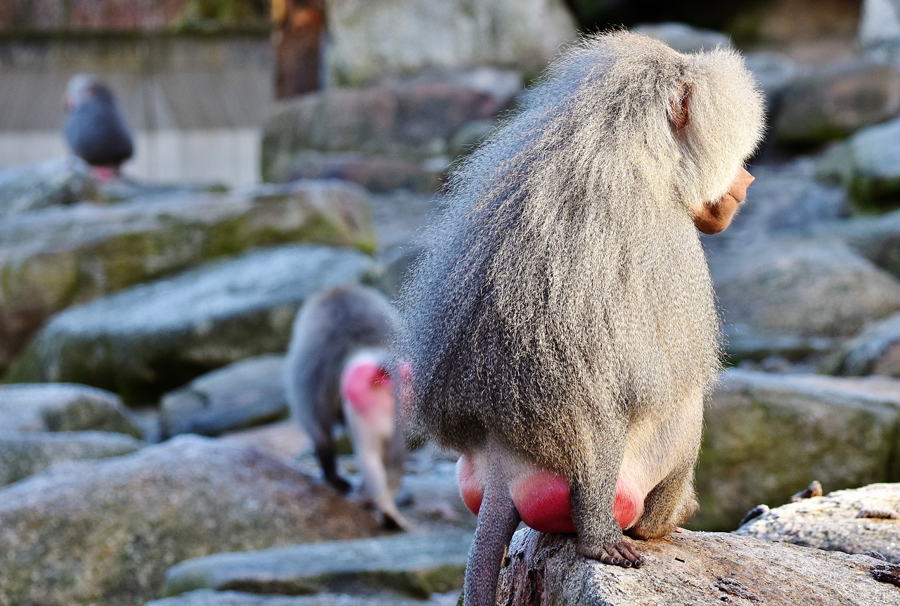 baboon monkey primate free photo