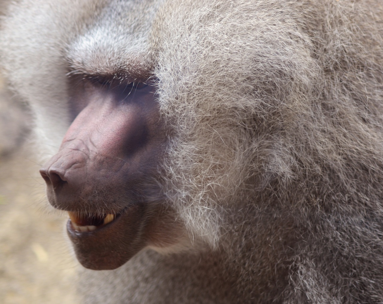 baboon  primate  ape free photo