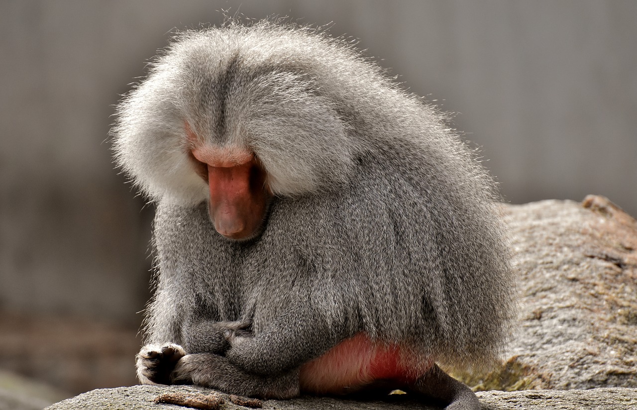 baboon  monkey  zoo free photo