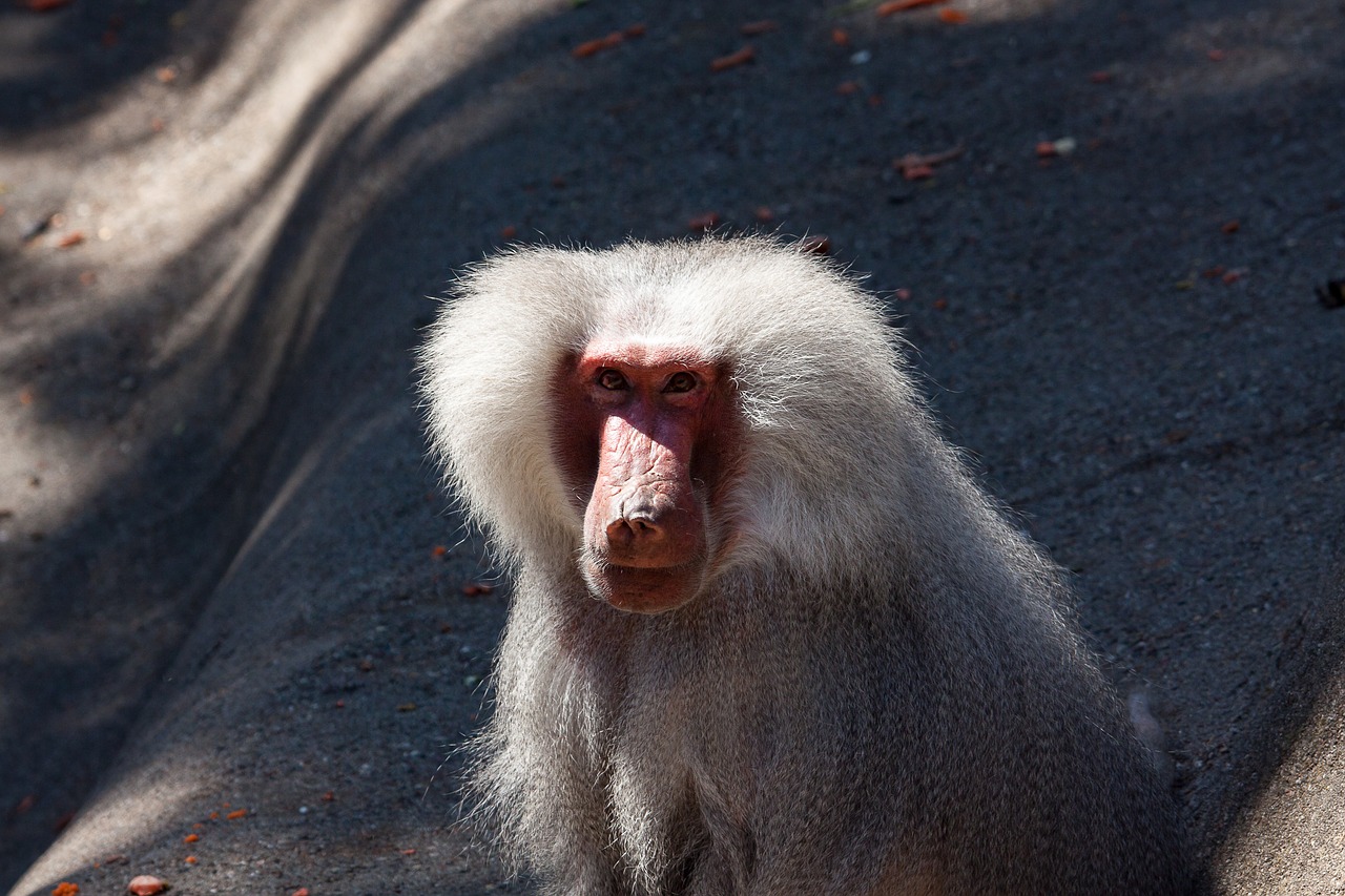 baboon  monkey  animal free photo