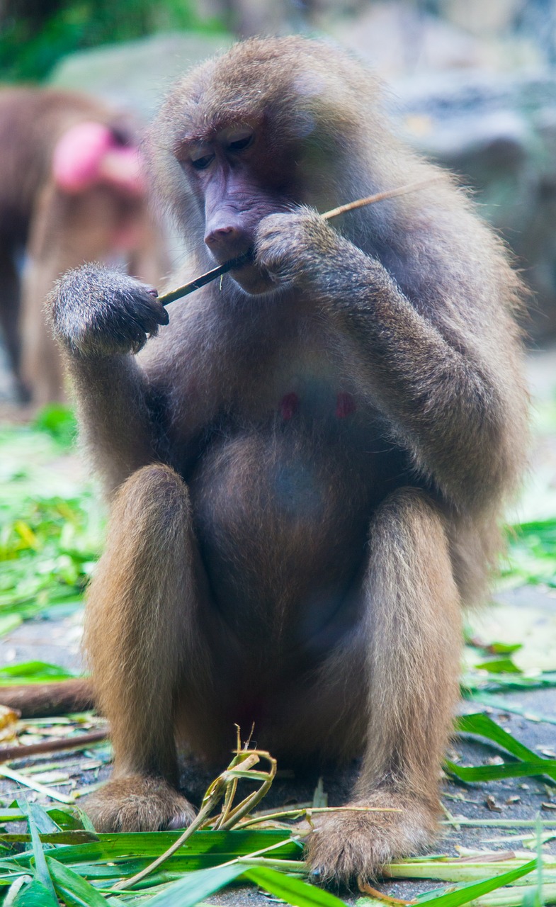 baboon  animal  eating free photo