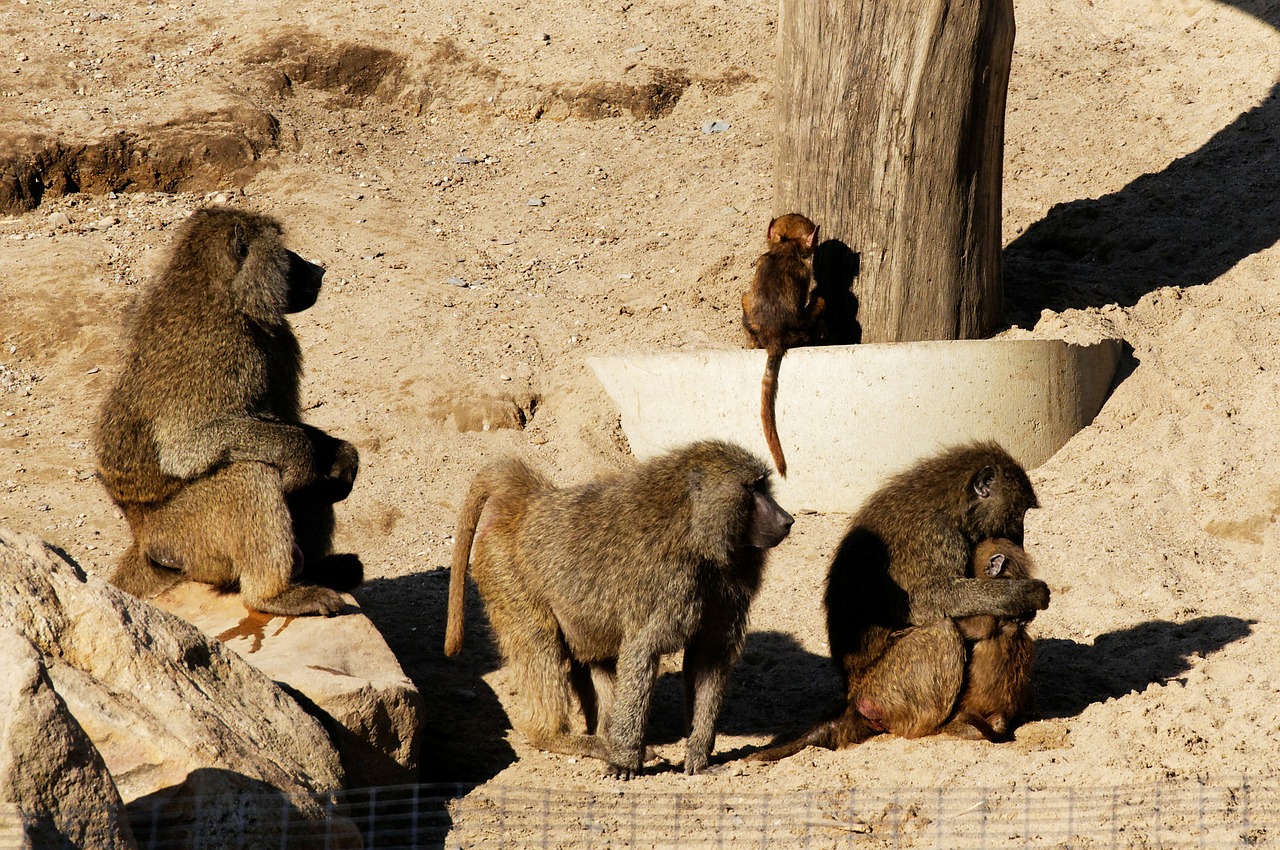 baboon young animals family free photo