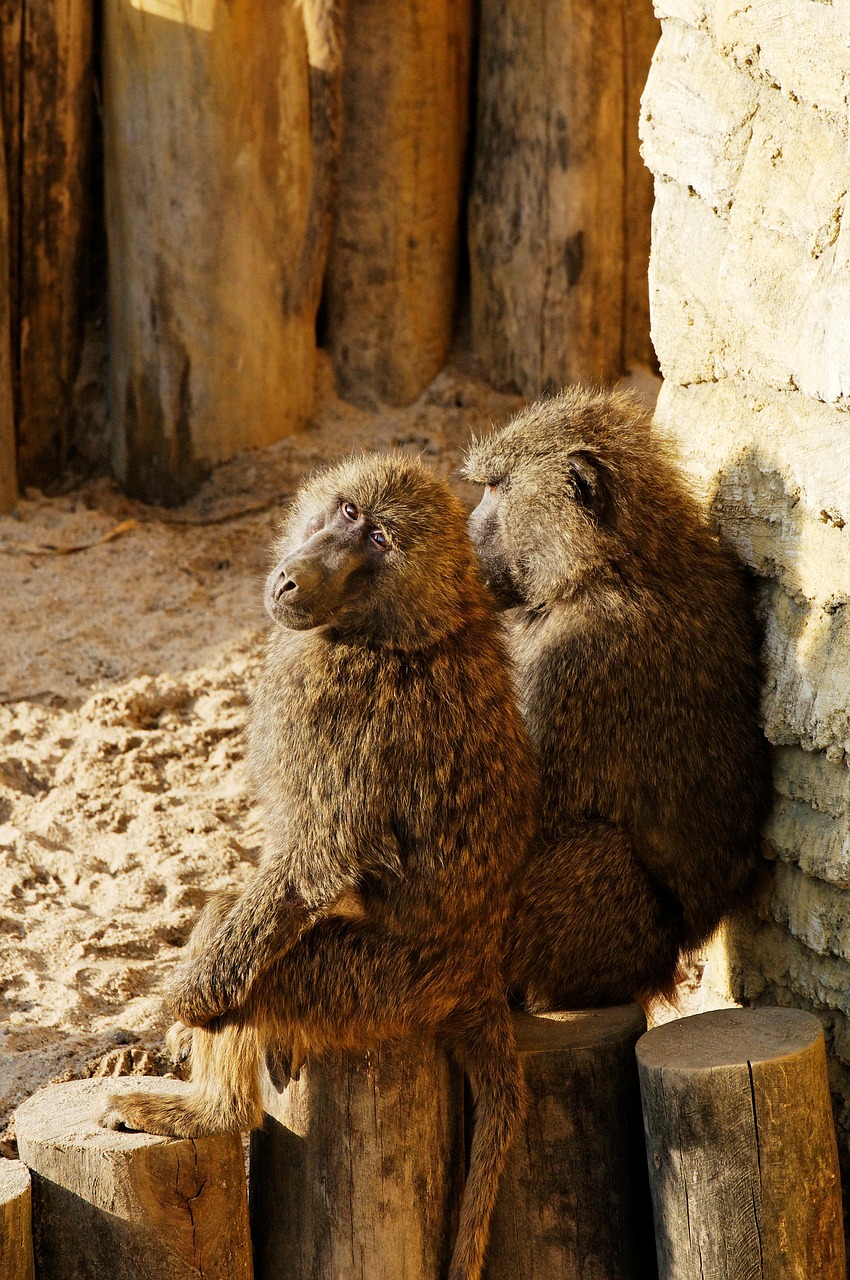 baboon sitting log free photo