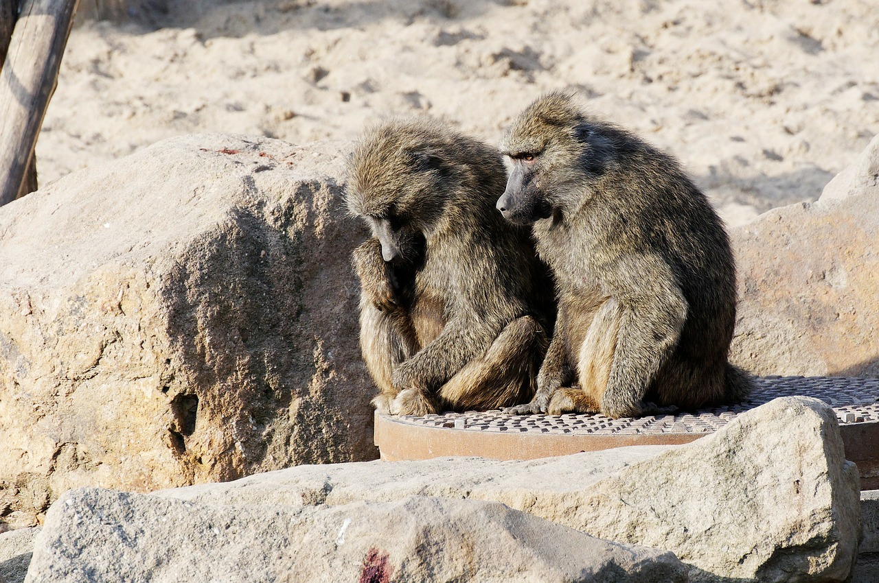 baboon couple sitting free photo
