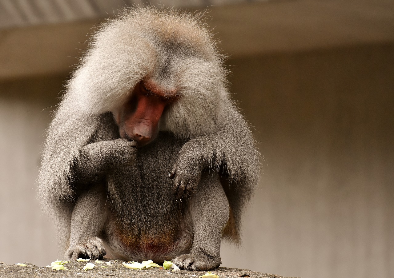 baboon  monkey  zoo free photo