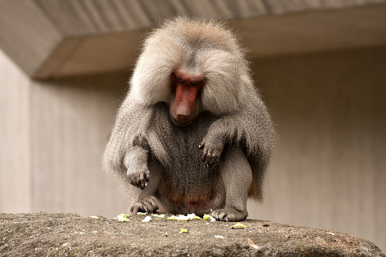 baboon  monkey  zoo free photo