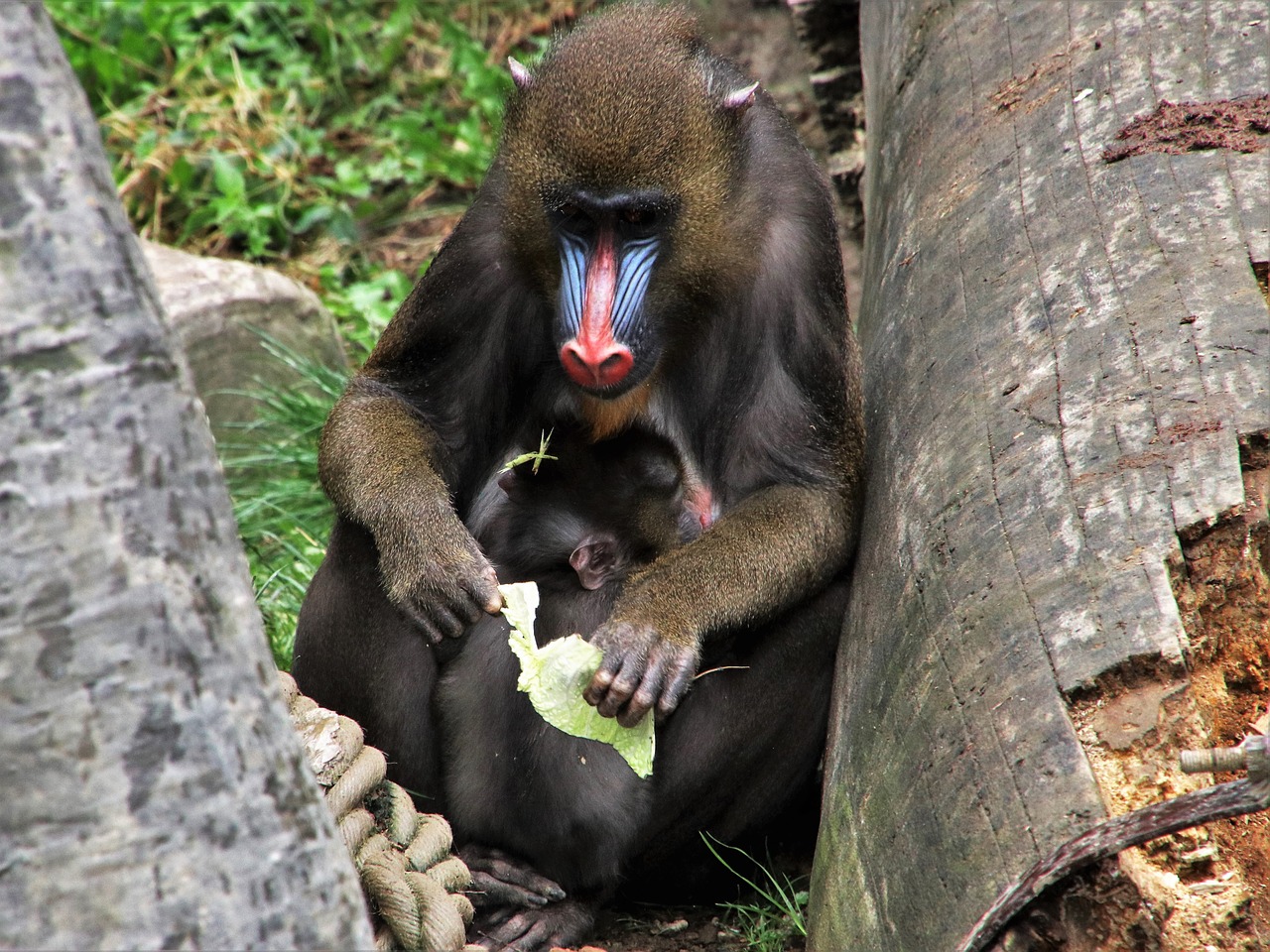 baboon  monkey  animals free photo