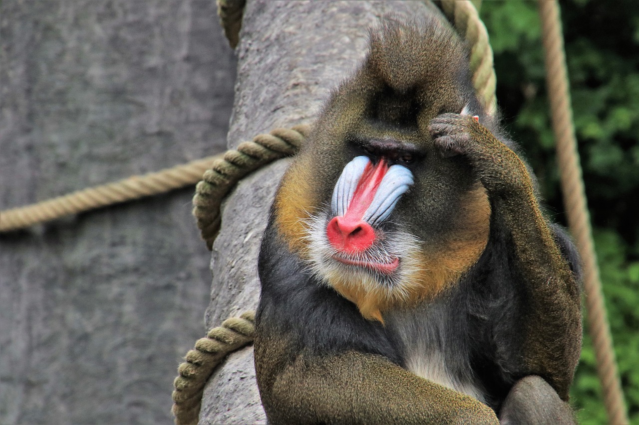 baboon  monkey  think positive free photo