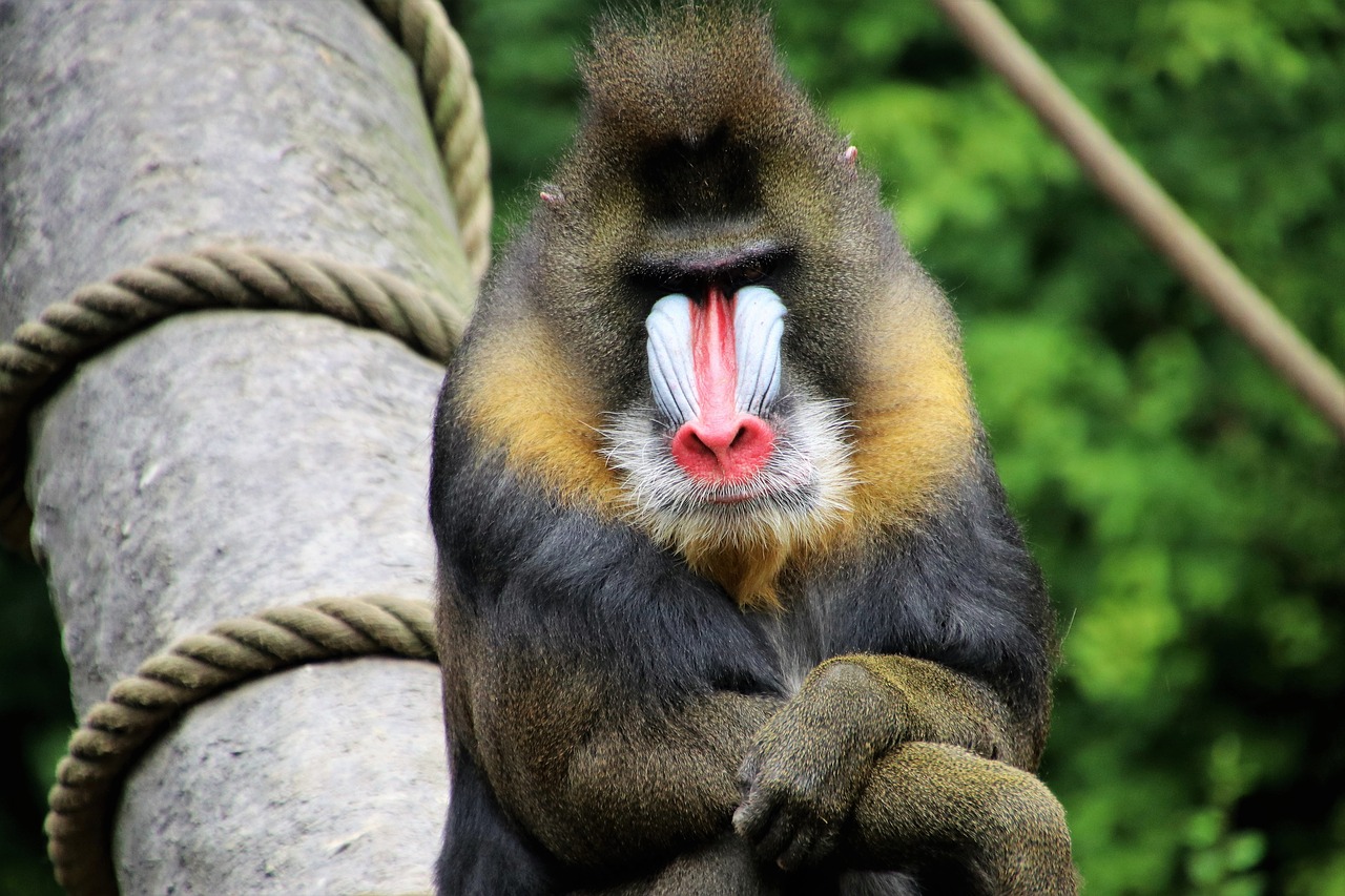 baboon  monkey  figure free photo