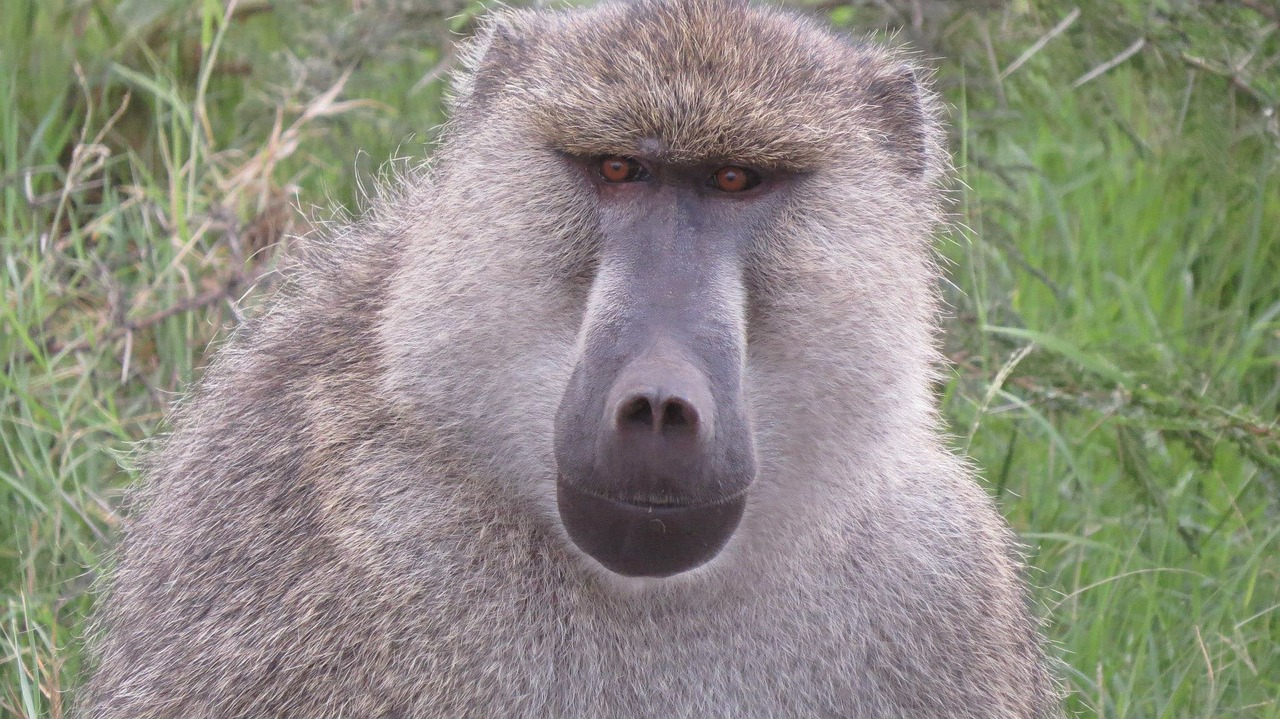 baboon kenya africa free photo