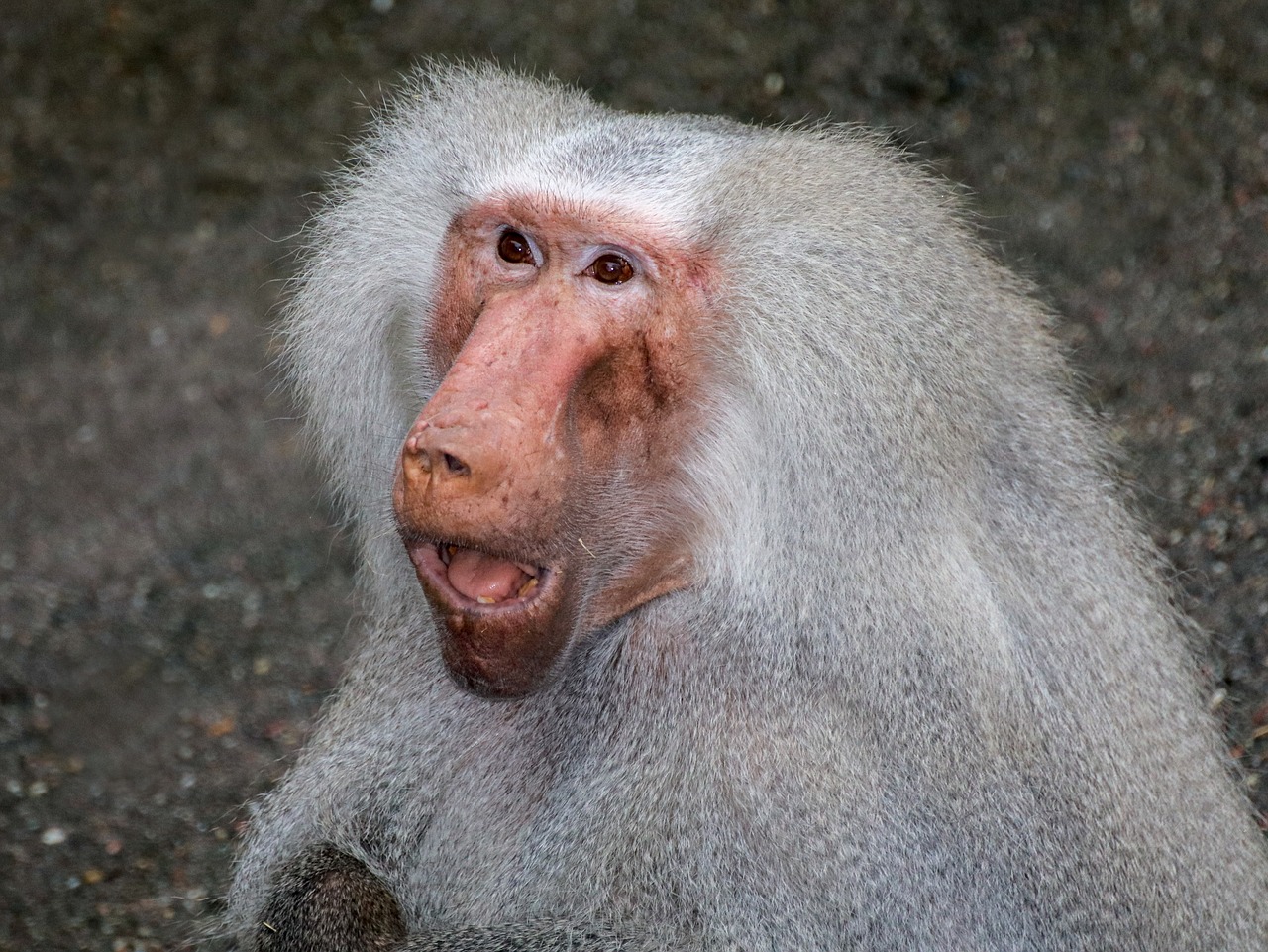 baboon  monkey  animal free photo