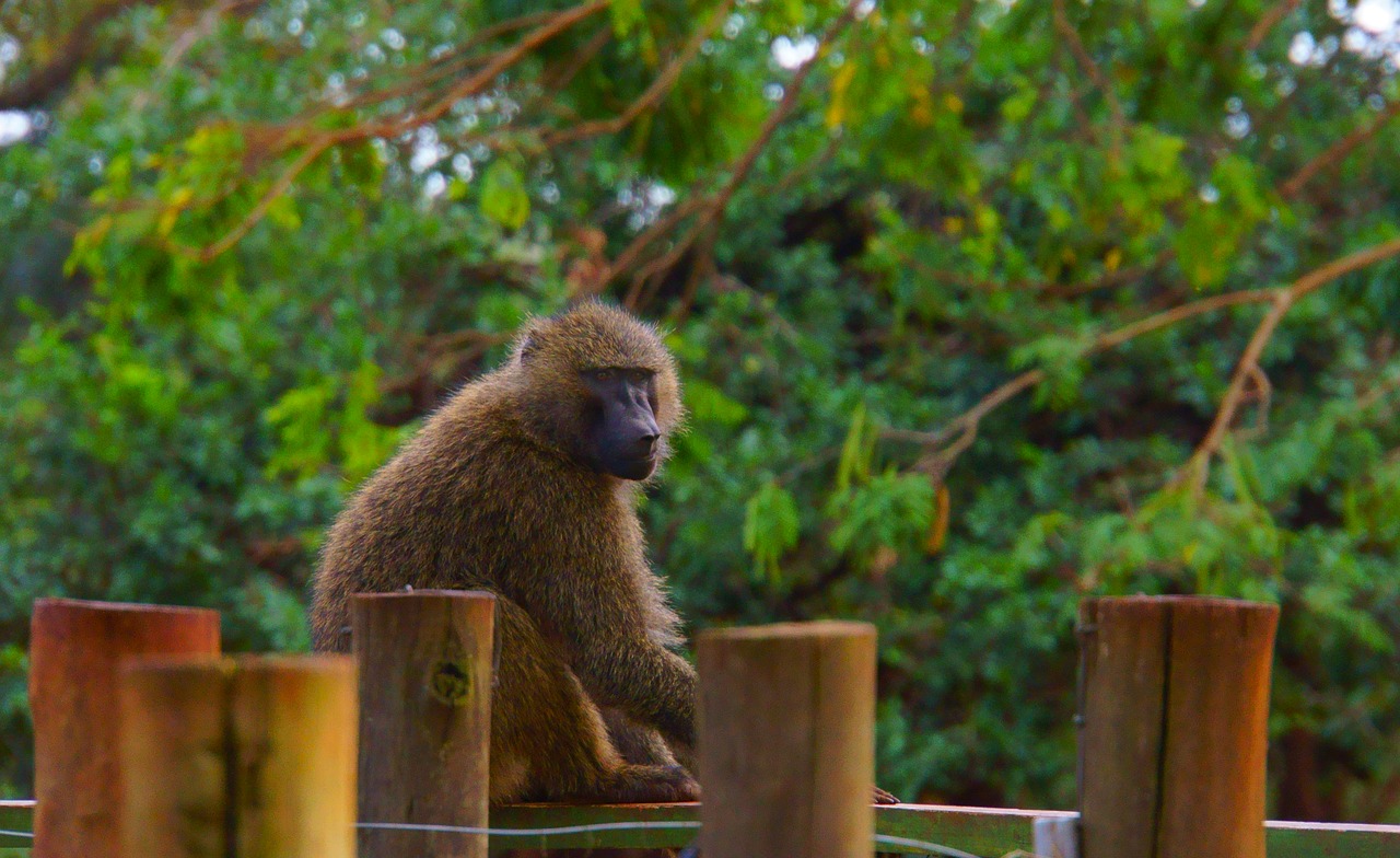 baboon  monkey  mammal free photo