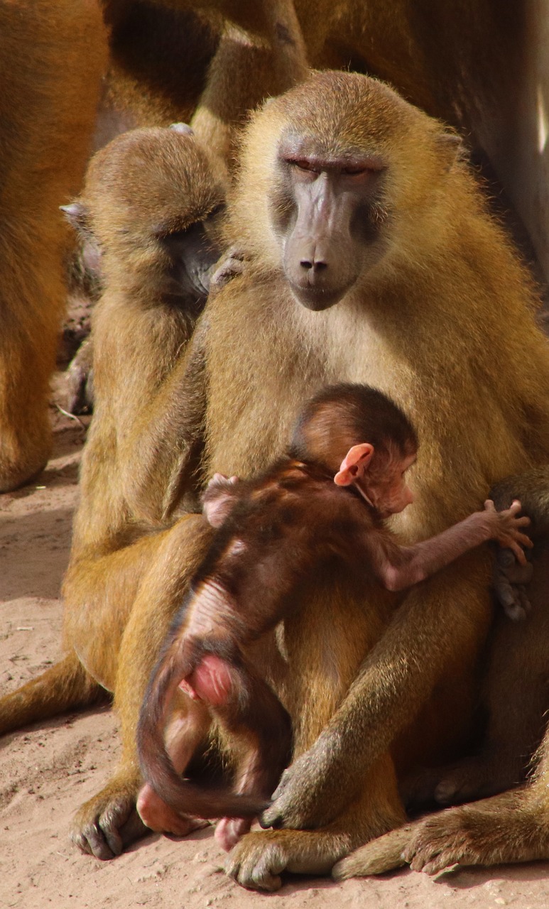 baboon  baby  monkey free photo