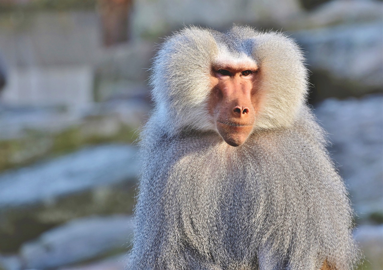 baboon  monkey  primate free photo