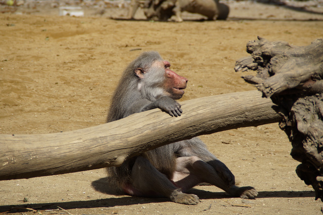 baboon monkey animal free photo