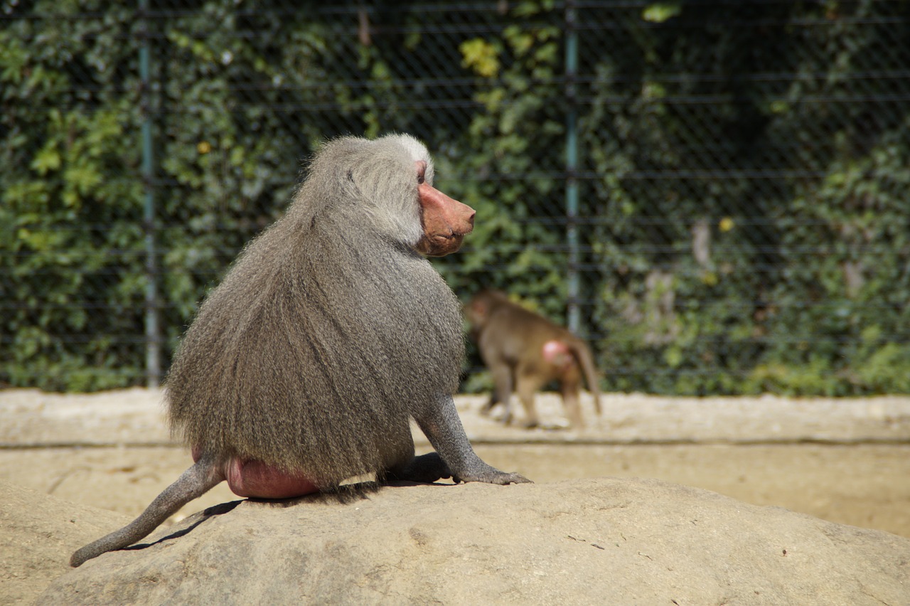 baboon monkey old free photo