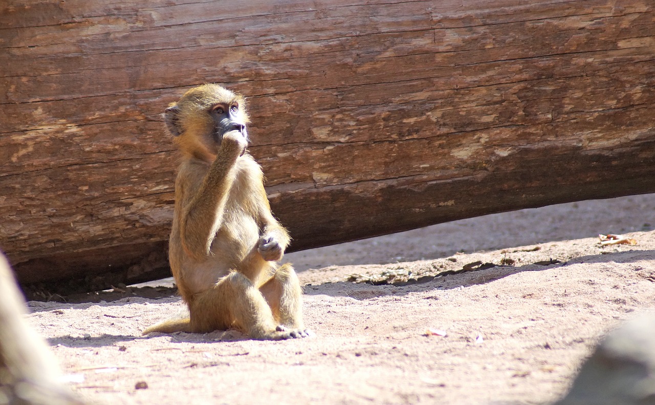 baboon monkey baby monkey free photo