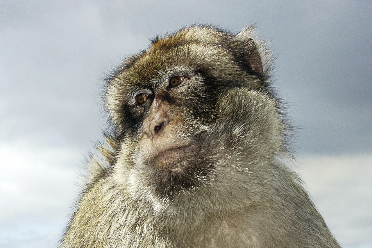 baboon monkey pet free photo