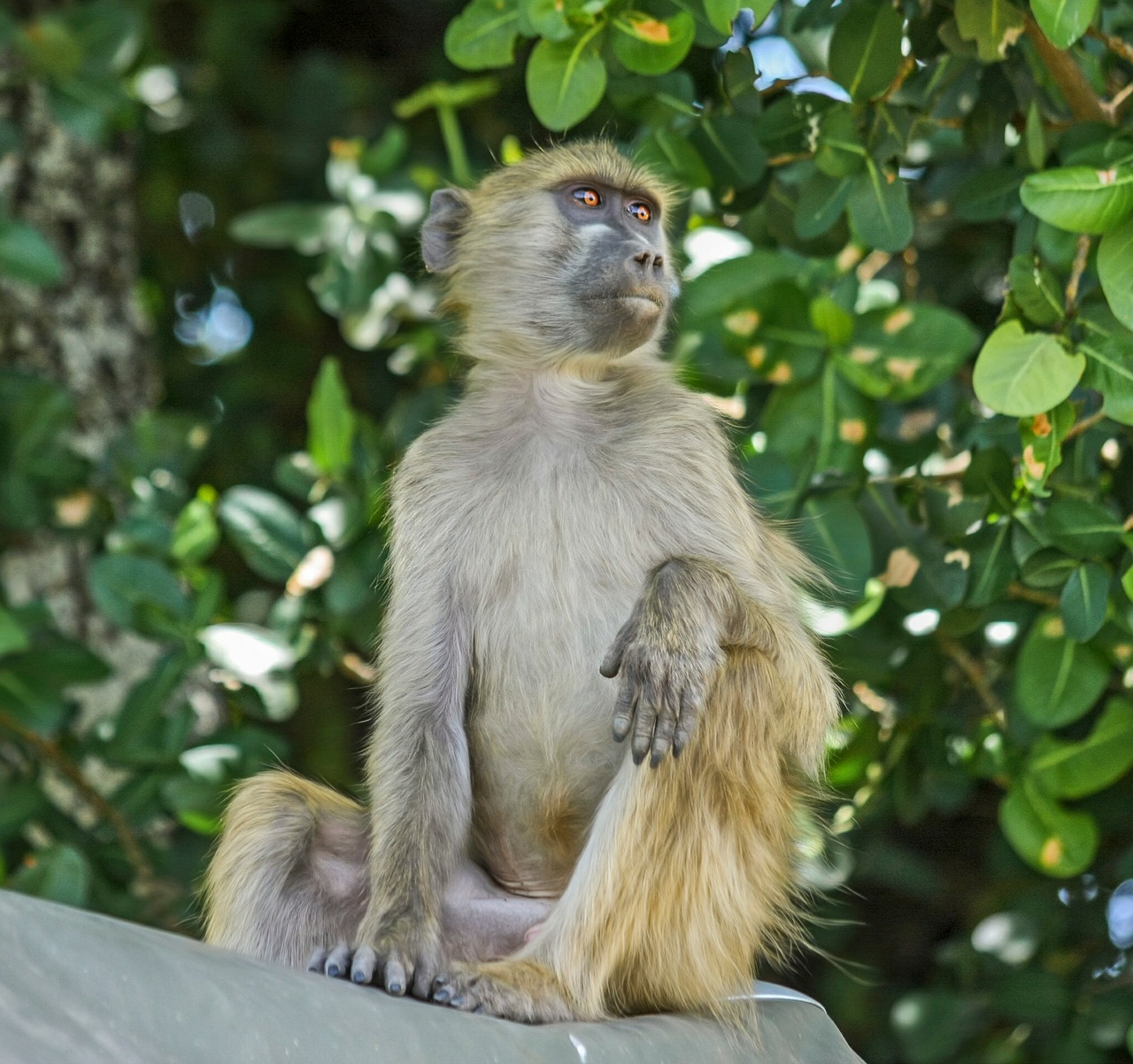 baboon monkey primate free photo