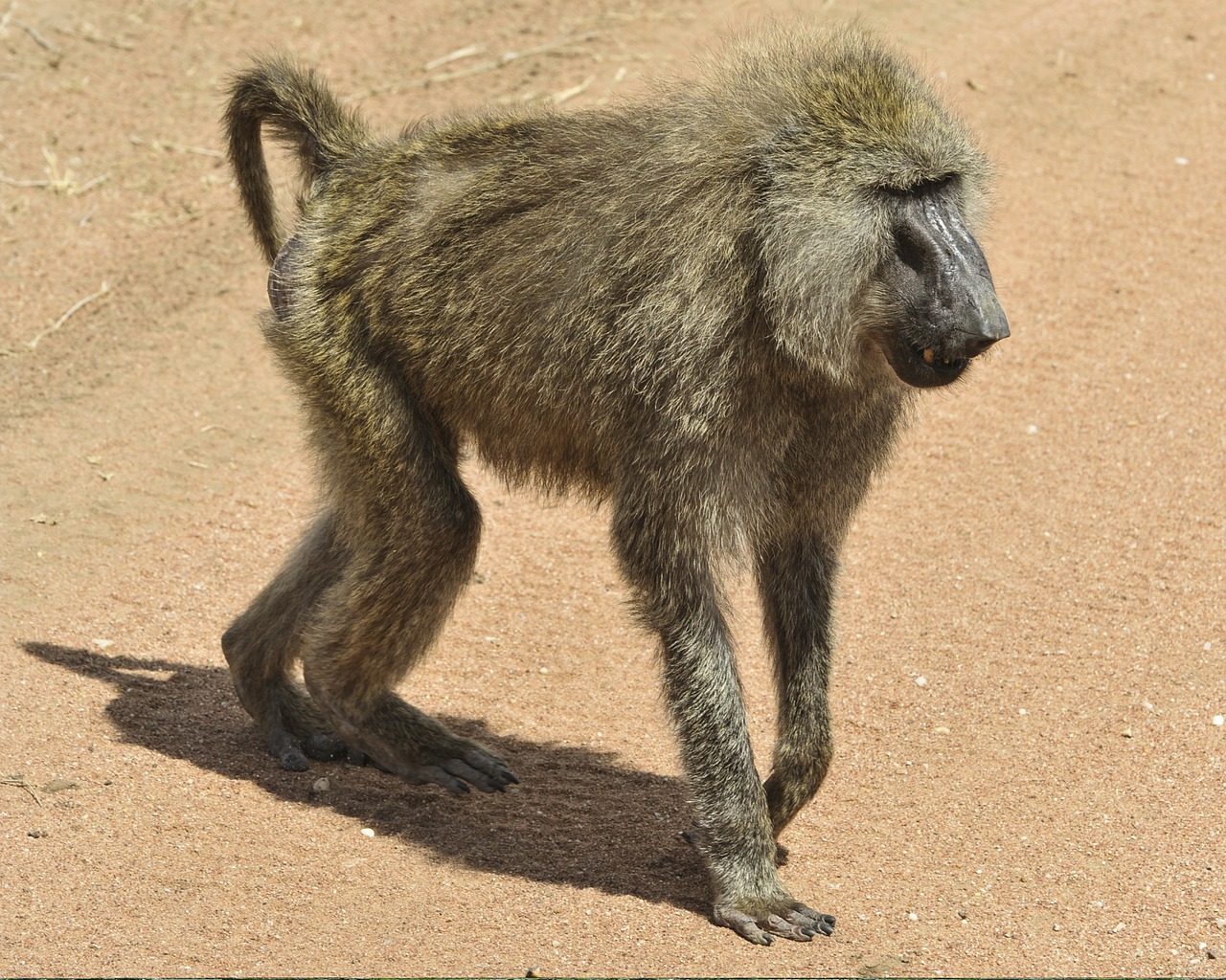 baboon walking mammal free photo
